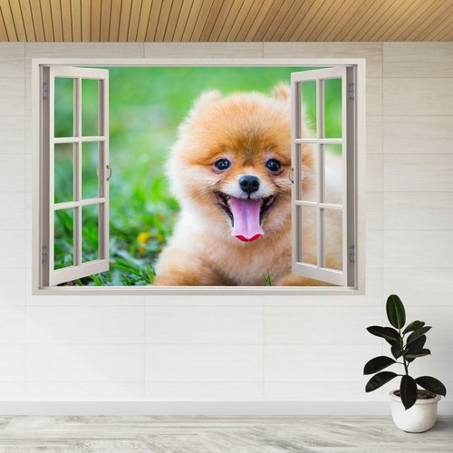 Pomeranian baby hund haustier - baby,