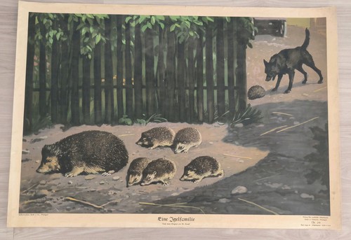 259 eine igelfamilie - 259,
