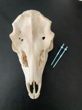 D3 SCHÄDEL DAMHIRSCH