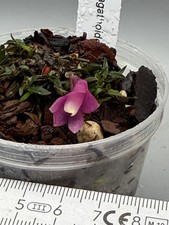 Dendrobium agathoidemonis Aff