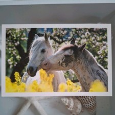 Pferdepostkarte AK Pferd Korsch Criollo und Partbred-Araber 03/2012