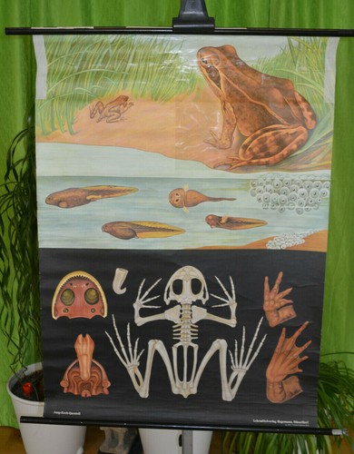 Wandbild grasfrosch rollkarte - grasfrosch,