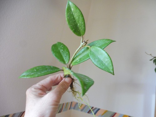Großer ableger hoya - 🌷großer, ableger🌷hoya
