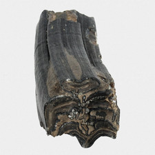 Fossil Equus Ferus Molar Wildpferd Backenzahn Quartär Pleistozän