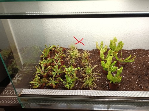 Karnivoren drosera hybride - drosera,