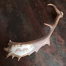 Geweihstange Damhirsch