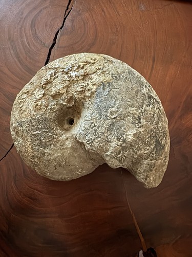 Ammonit 14 cm kandern - kg,