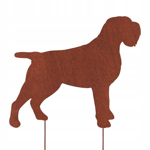 Corthals griffon whippet hund - griffon,