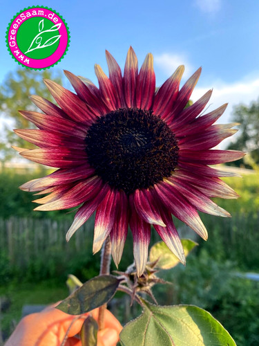 Sonnenblume mrs mars - mars, 🌻10+