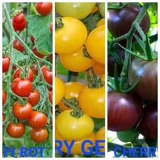 Cherry Mix Cocktail Tomaten 30