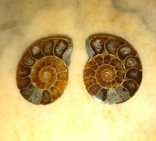 Mini  Phylloceras Paar Poliert