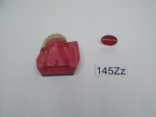 Dent schaumodell - dent,