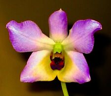 Dendrobium Species trantuanii ´Lavender Touch´ im Topf Orchidee Orchideen