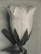 1929 Karl Blossfeldt Druck -
