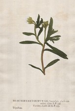 Skiatophytum Mittagsblume