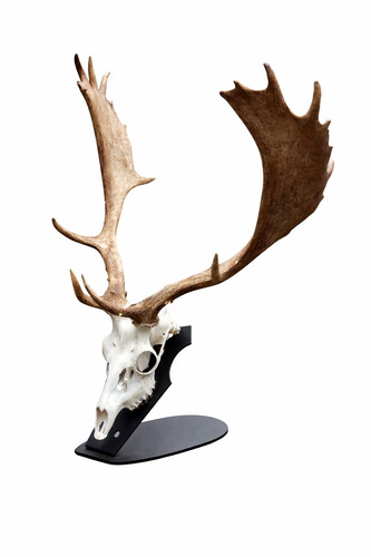 Trophäenhalter für sikawild - trophäenhalter,