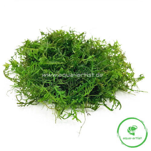 Erect moos vesicularia - erect-moos,