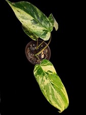 Variegated Philodendron