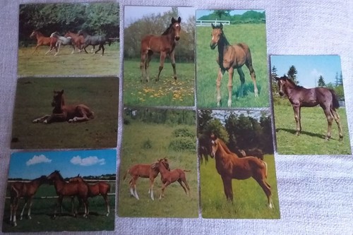 Pferde postkarten fohlen - pferde,