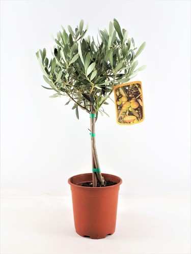Olivenbaum stämmchen cm - stämmchen, 50-60