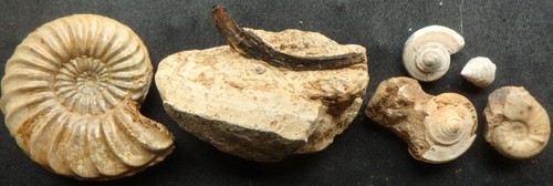 Fossilien ammonit jura - fossilien, lias