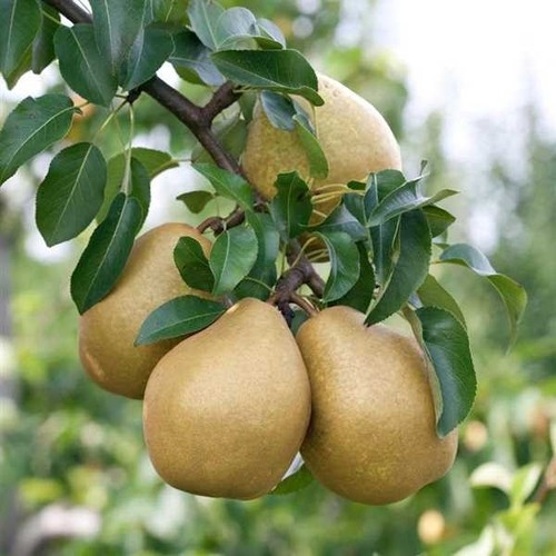 Birnenbaum général leclerc - 'général, leclerc'