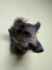 Wildschweinkopf, Wildschwein