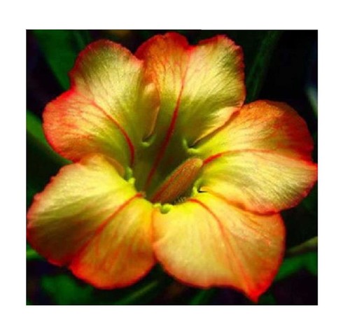 Adenium obesum honey - obesum,