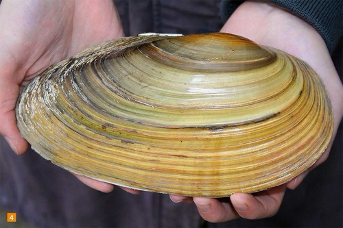 Algenmittel teichmuscheln - algenmittel,