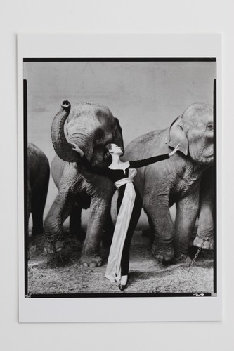 Richard avedon dovima dress - ", dovima,dress