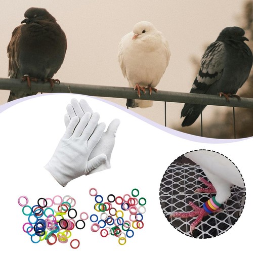 100pcs tauben bein - tauben, bands