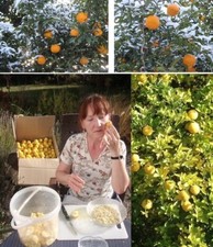 Orangen- Baum winterhart