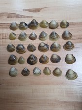 30 x Muscheln Meeresmuscheln
