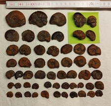 Sammlung von AMMONITEN AUS DER