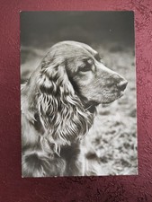 Alte sw Hundepostkarte DDR ? COCKER SPANIEL ? AK HUND 