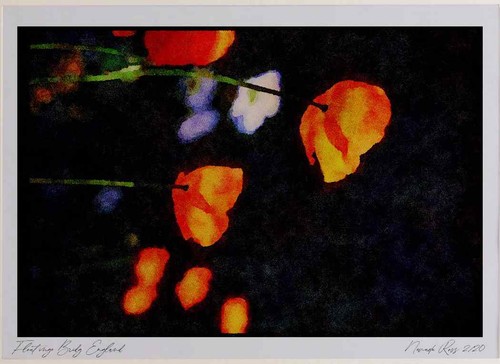 Wildblumen pflanzen 013085 - pflanzen,