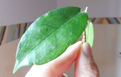 Blatt ableger hoya - blatt,