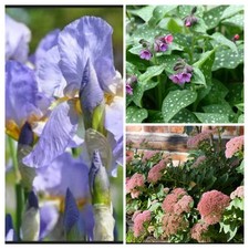 Staudenpaket Pastelltöne