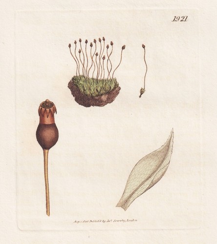 Splachnum gracile moose mosses - splachnum,