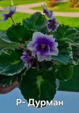 Saintpaulia Usambaraveilchen