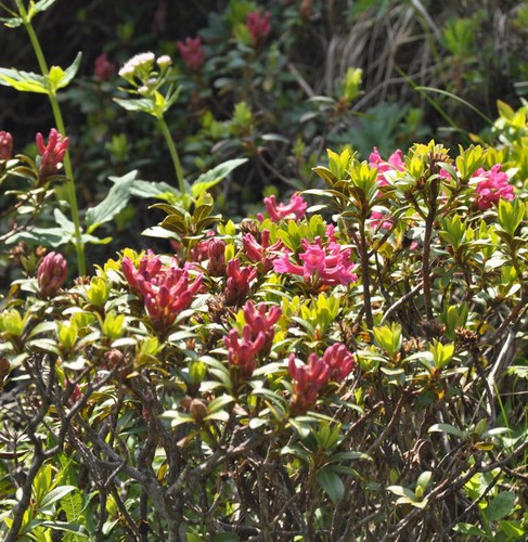 Rostblättrige alpenrose - rostblättrige,