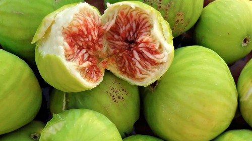 Honigtropfen ficus carica - ficus,