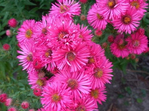 Pflanze blume staude aster - pflanze/blume/staude,