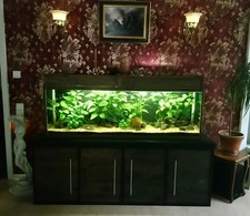 Aquarium 300 Liter komplett mit Schrank und Fische 