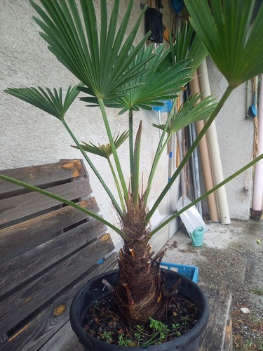 Trachycarpus wagnerianus palme - wagnerianus,