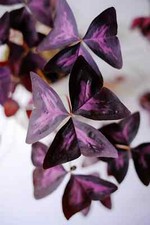 5 Rhizome  Oxalis triangularis purpurea Glücksklee