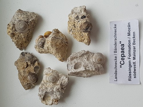 Fossilien schnecken mainzer - fossilien,, schnecken,