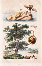 Kastanien Baum botany tree