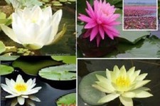 Seerosen Set weiß rosa gelb Teichpflanze Sortiment Wasserpflanze Schwimm Pflanze