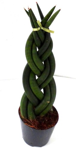 Sansevieria twist bogenhanf - sansevieria,